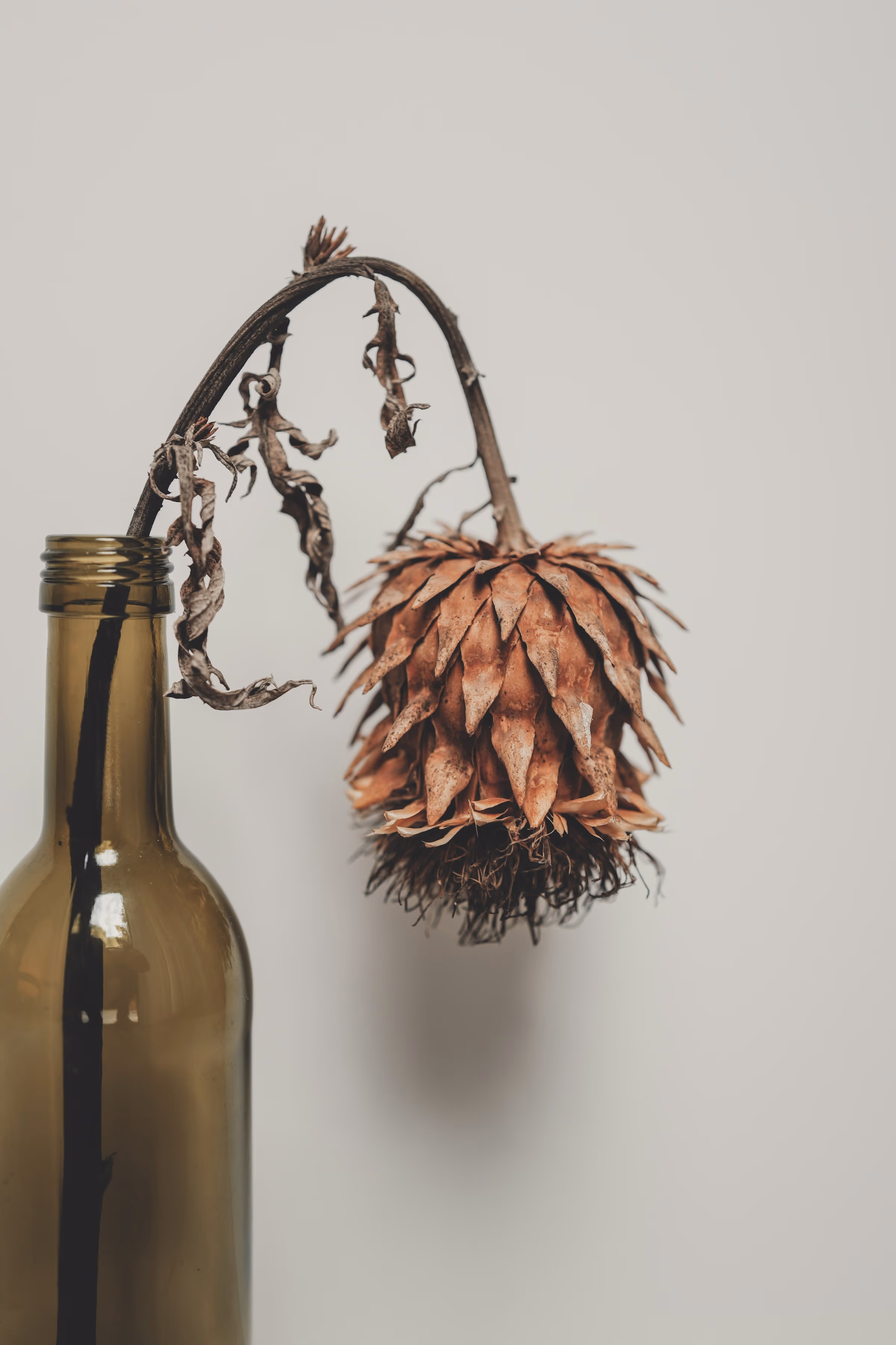 Cône de banksia séché au long pédoncule courbé, sortant d’une bouteille en verre brun olive sans étiquette, sur fond gris clair