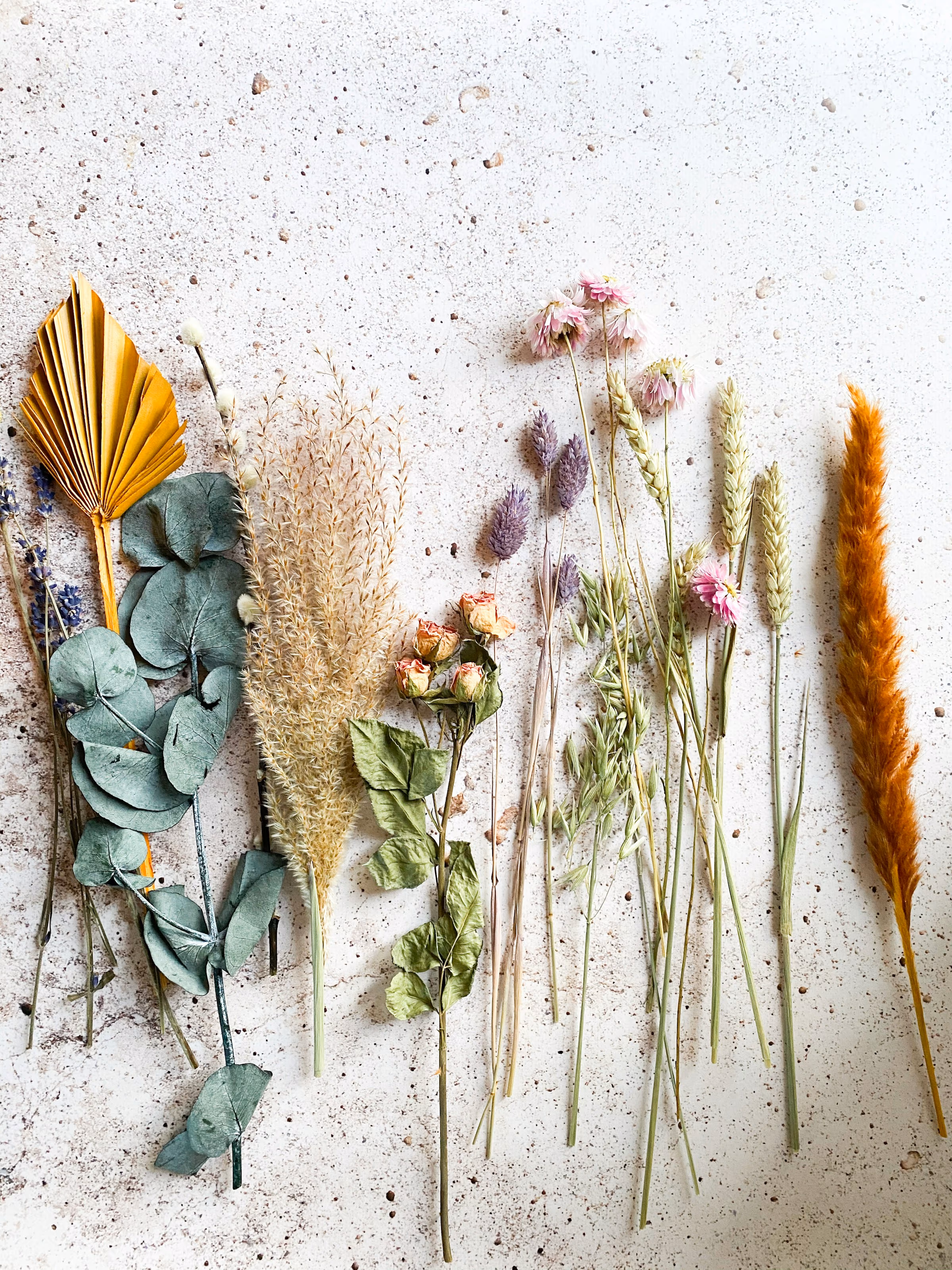 Fleurs et graminées séchées alignées comme un herbier sur une surface minérale claire