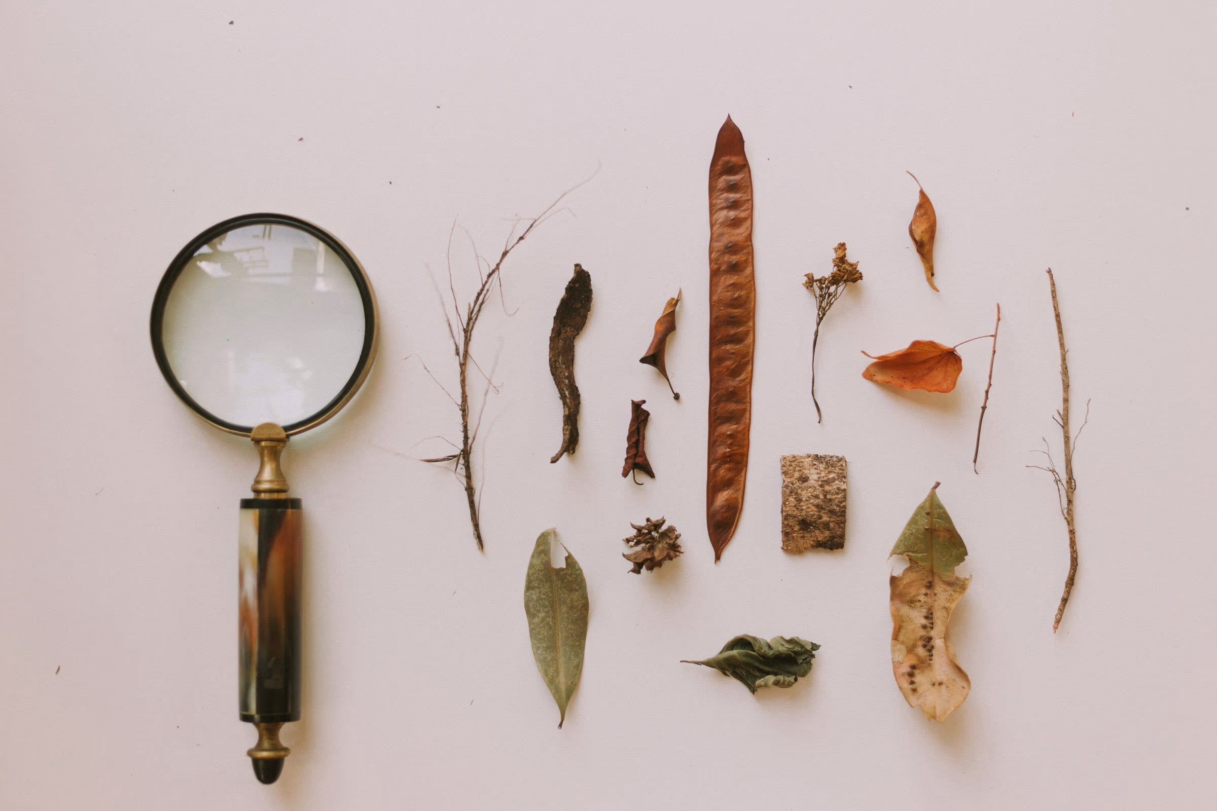 Loupe à manche de corne posée à côté d’une rangée de feuilles, gousses et brindilles séchées, alignées sur un fond crème