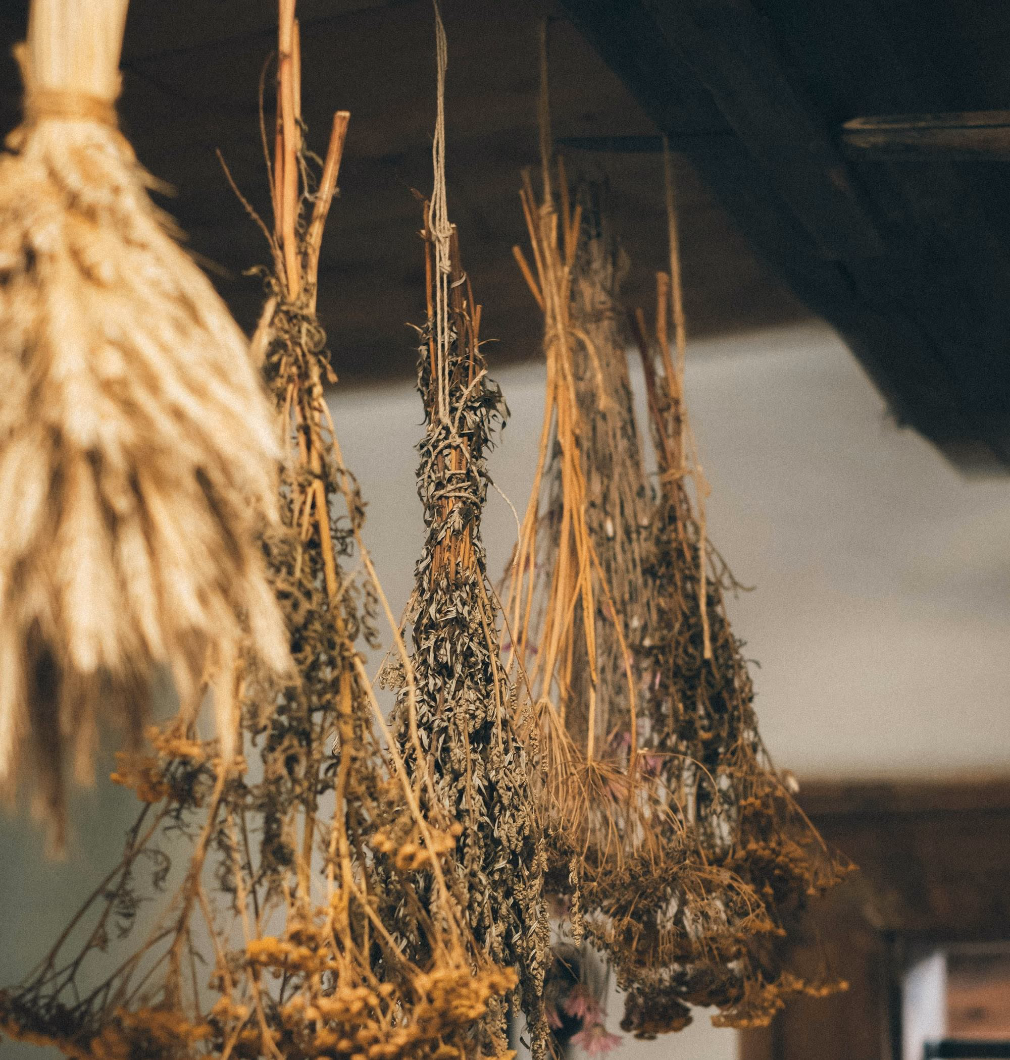 Bouquets d’herbes, de fleurs et d’épis séchés suspendus tête en bas sous les poutres sombres d’une pièce aux murs blancs.