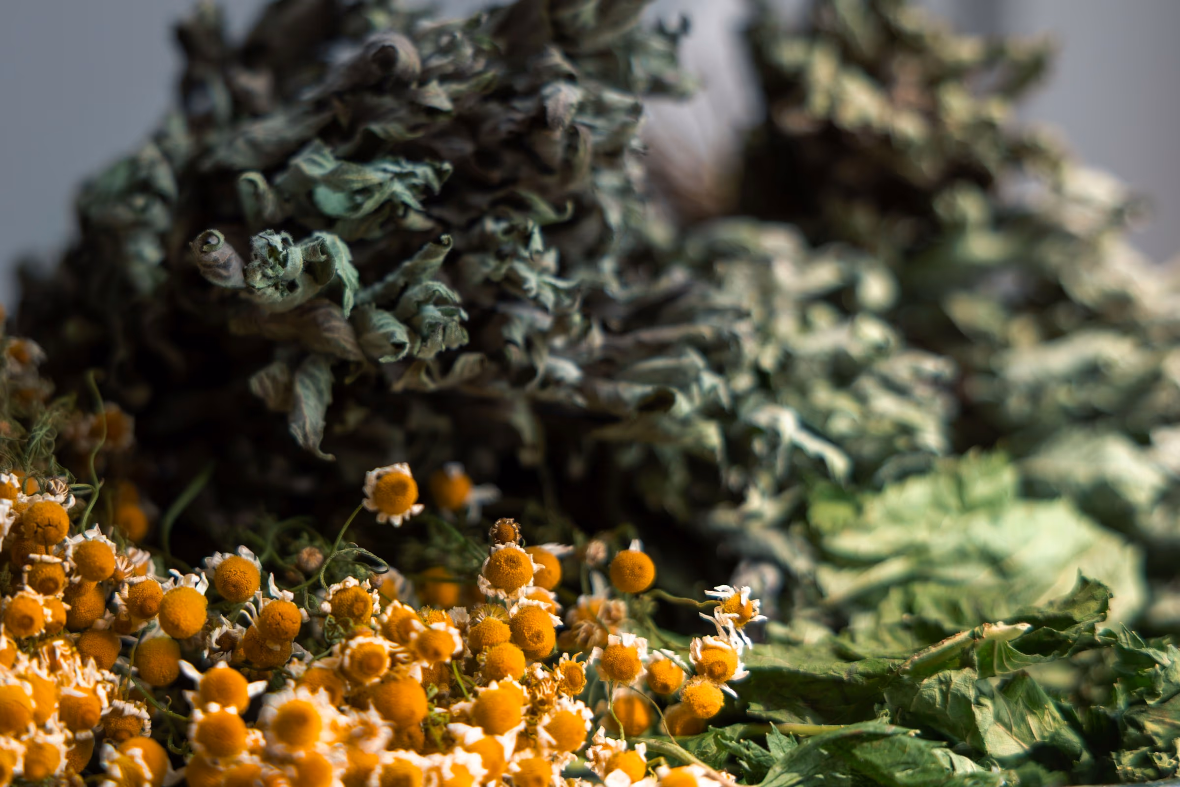 Tasse de tisane fumante entourée de plantes séchées, posée sur une table en bois dans une lumière de fin de journée